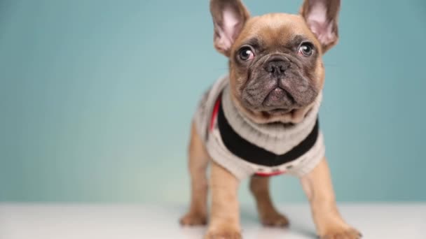 Lindo Perro Bulldog Francés Con Ropa Pie Mirando Alrededor Mientras — Vídeos de Stock