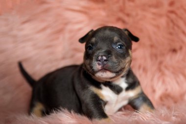 Sevimli Amerikan zorbası gülümseyerek mutlu olurken kürklü arka planda duruyor.