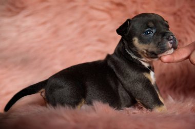 Sevgili Amerikan Zorbası 'nın kürklü arka planda dururken okşanışının yan görüntüsü