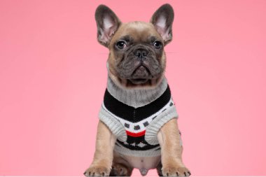 Kostümlü, pembe arka planda oturan sevimli Fransız bulldog 'u.