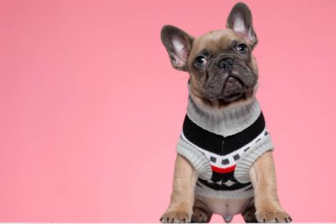 Kostümlü küçük sevimli zorba yukarı bakıyor, pembe arka planda oturuyor.