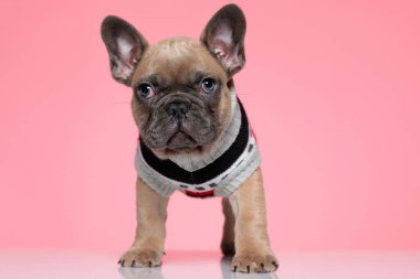 Kostümlü ve pembe arka planda duran sevimli, küçük bir Fransız bulldog.