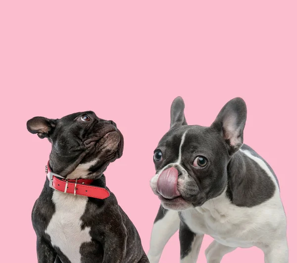 Team Von Zwei Französischen Bulldoggen Mit Rotem Kragen Und Leckender — Stockfoto