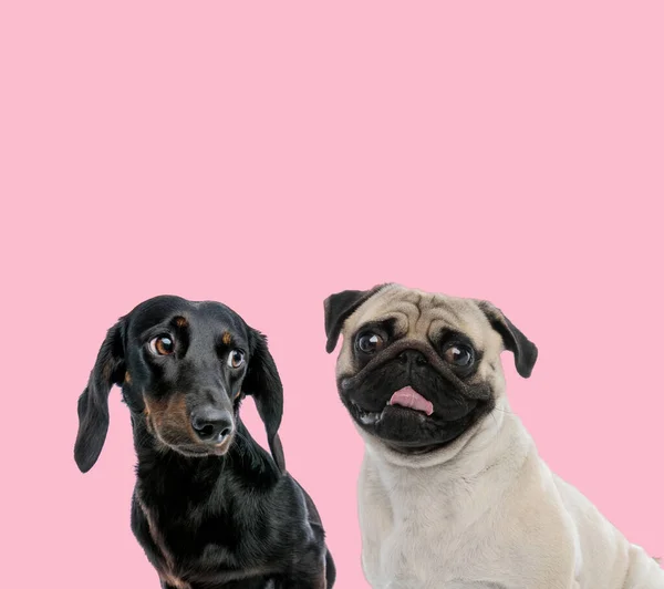 Equipe Teckel Dachshund Pug Fundo Rosa — Fotografia de Stock