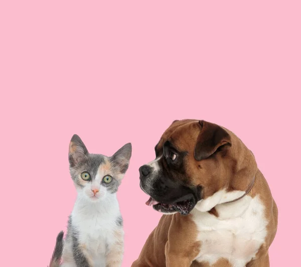 Team Aus Metis Katze Und Boxer Hechelt Und Streckt Die — Stockfoto