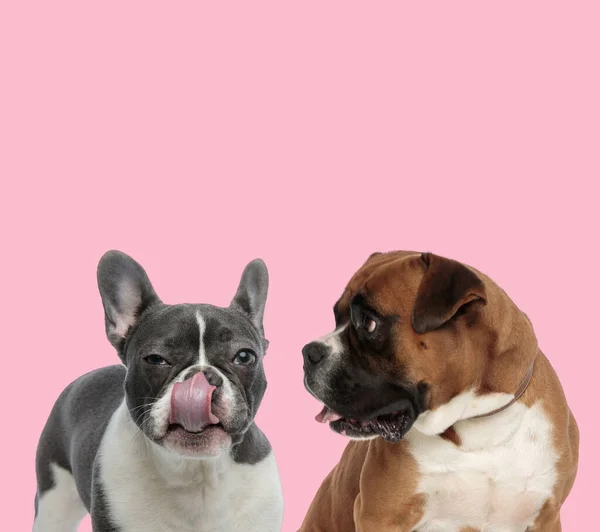 Équipe Bouledogue Boxeur Français Léchant Nez Haletant Sur Fond Rose — Photo