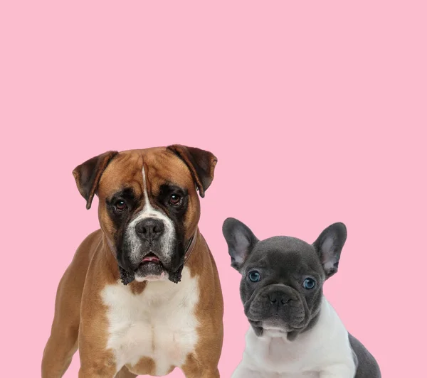 Team Von Boxer Und Baby Französische Bulldogge Auf Rosa Hintergrund — Stockfoto