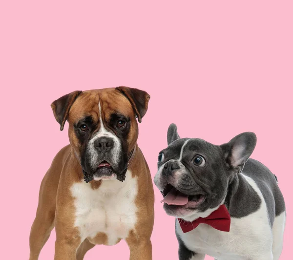 Team Boxer French Bulldog Sticking Out Tongue Pink Background — Stock Photo, Image