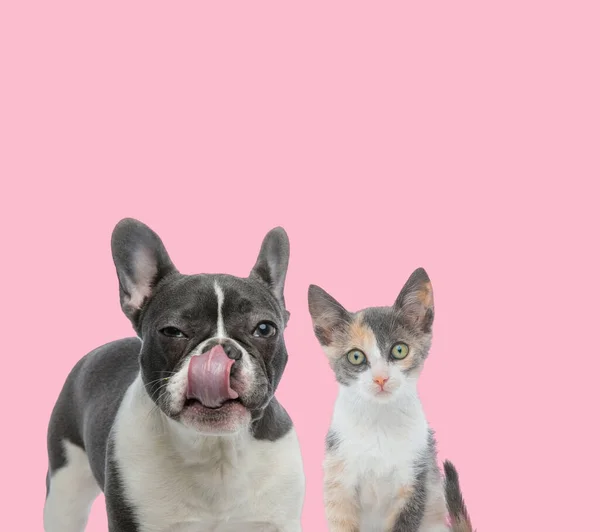 Tým Francouzského Buldoka Metis Kočka Růžovém Pozadí — Stock fotografie