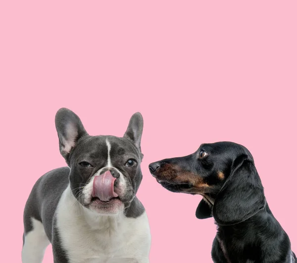 Team French Bulldog Teckel Dachshund Licking Nose Pink Background — Stock Photo, Image