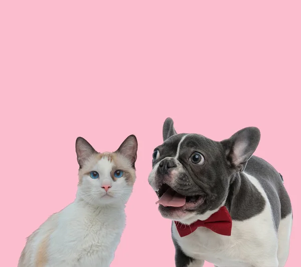 Metis Cat French Bulldog Dan Oluşan Bir Ekip — Stok fotoğraf