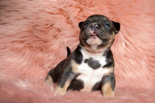 Playful American Bully Puppy Smiling Sticking Out Its Tongue While — Stock Photo, Image