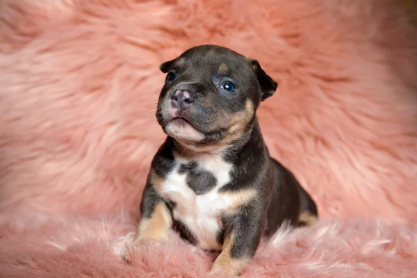 Adorable American Bully puppy smiling while sitting on furry background