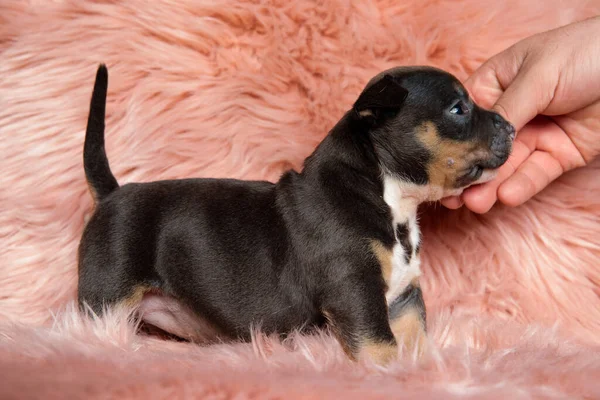 Vista Lateral Adorable Cachorro American Bully Siendo Acariciado Sobre Fondo — Foto de Stock