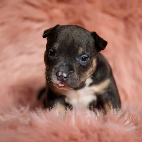 Cute Little American Bully Puppy Fur Background — Stock Photo, Image