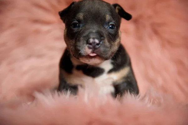 Lindo Pequeño Americano Acosador Cachorro Piel Fondo — Foto de Stock