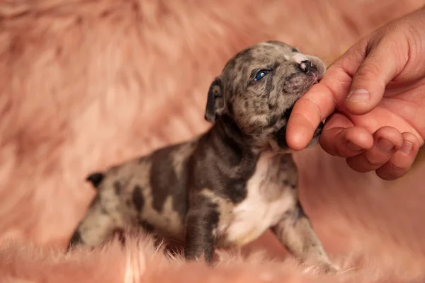 cute american bully biting finger and standing on pink fur background