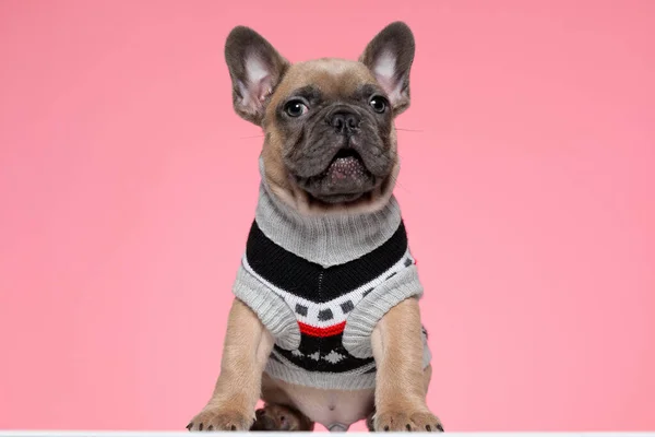 Cute Small French Bulldog Wearing Costume Looking Side Sitting Pink — Stock Photo, Image