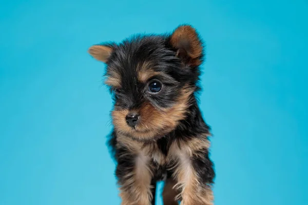 Bonito Yorkshire Terrier Olhando Para Lado Andando Fundo Azul — Fotografia de Stock