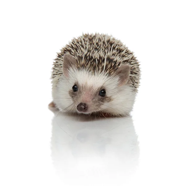 Eager Hedgehog Listening Sitting White Studio Background — Stock Photo, Image