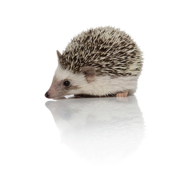 Adorable Hedgehog Sniffing Investigating While Standing White Studio Background — Stock Photo, Image