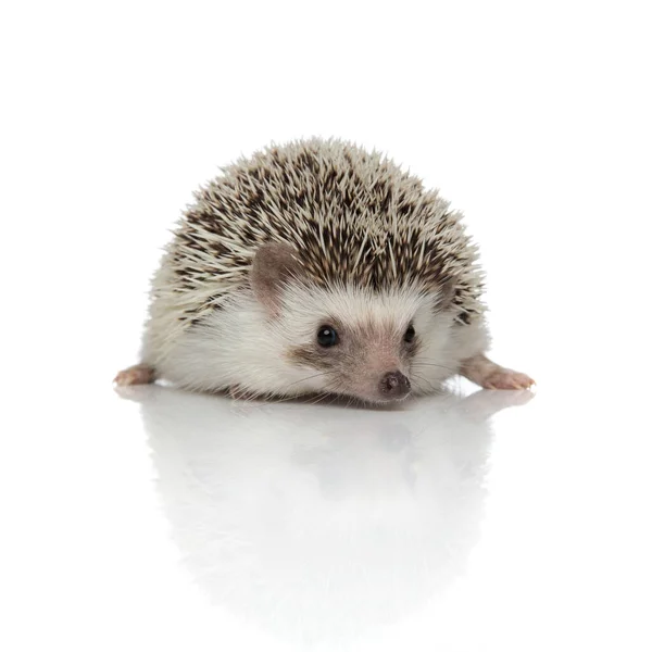 Happy Hedgehog Smiling Laying White Studio Background — Stock Photo, Image