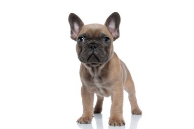 Sevimli küçük Fransız bulldog yukarı bakıyor ve beyaz arka planda tek başına duruyor.