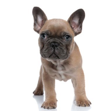 Tatlı Fransız bulldog yukarı bakıyor ve beyaz arka planda yalnız duruyor.