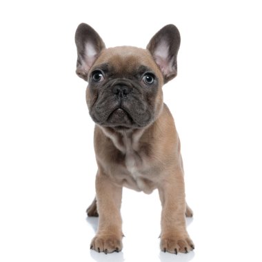 Beyaz arka planda tek başına duran sevimli, küçük bir Fransız bulldog 'u.