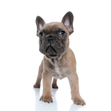 Sevimli küçük Fransız beyaz arka planda tek başına dikiliyor ve yukarı bakıyor.