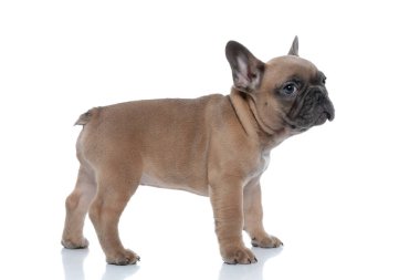 Beyaz arka planda yalıtılmış bir şekilde yürümek isteyen sevimli Fransız bulldog 'unun yan görüntüsü