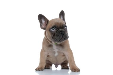 Küçük sevimli Fransız bulldog tasma takıyor ve yukarı bakıyor, beyaz arka planda tek başına oturuyor.