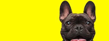 Kahverengi kürklü, sarı stüdyo arka planında dili açık, kameraya bakan sevimli bir Fransız bulldog 'u.