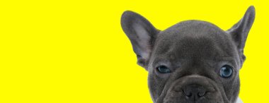 Siyah kürklü şirin bir Fransız bulldog 'un sarı stüdyo arka planında sıkılıp kameraya bakması.