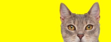 Gri kürklü şirin bir metis kedinin sarı stüdyo arka planında mutlu bir şekilde kameraya bakması.