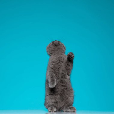 Sevimli İskoç kedicik mavi arka plana uzanıyor ve ayağa kalkıyor