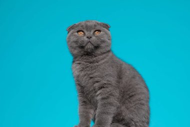 Şirin İskoç kedicik yukarı bakıyor ve mavi arka planda oturuyor.