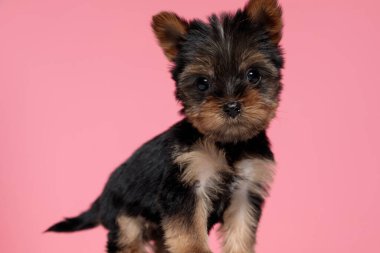 tapılası Yorkshire Teriyeri pembe arka planda duruyor ve poz veriyor