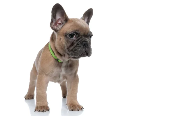 Cute Small French Bulldog Wearing Collar Looking Side Standing Isolated — Stock Photo, Image