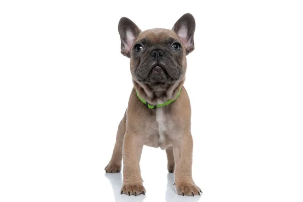 Schattige Kleine Franse Bulldog Dragen Halsband Kijken Omhoog Geïsoleerd Witte — Stockfoto
