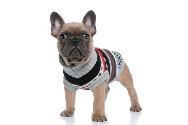 Adorable French Bulldog Wearing Costume Looking Standing Isolated White Background — Stock Photo, Image