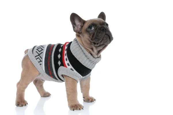 Side View Cute Small Frenchie Wearing Costume Looking Standing Isolated — Stock Photo, Image