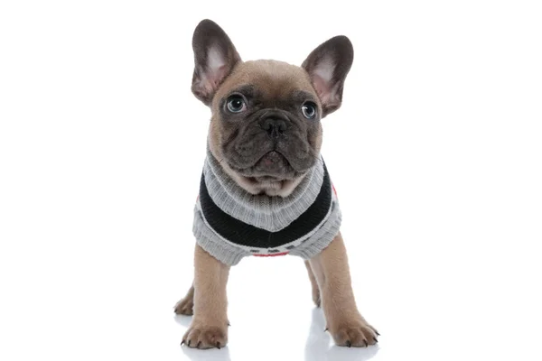 Adorable Small Frenchie Wearing Costume Looking Standing Isolated White Background — Stock Photo, Image