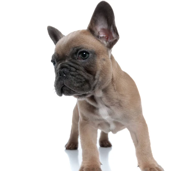 Adorabile Piccolo Bullo Cercando Lato Piedi Isolato Sfondo Bianco — Foto Stock