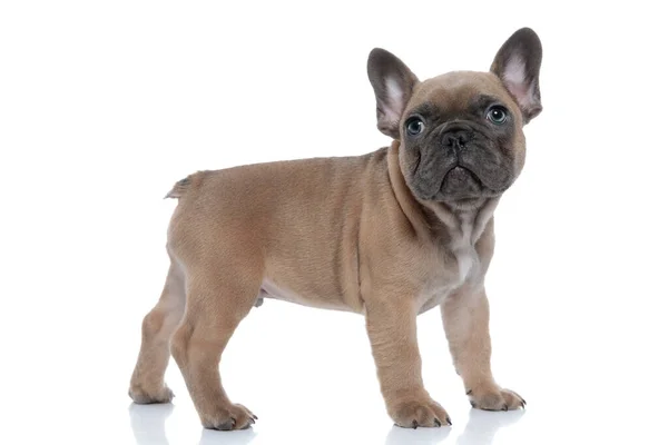 Zijaanzicht Van Schattige Franse Bulldog Zoek Omhoog Lopen Geïsoleerd Witte — Stockfoto