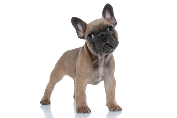 Carino Piccolo Bulldog Francese Guardando Alto Piedi Isolato Sfondo Bianco — Foto Stock