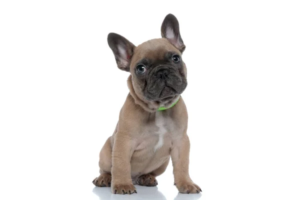 Bonito Jovem Bulldog Francês Vestindo Coleira Olhando Para Lado Sentado — Fotografia de Stock