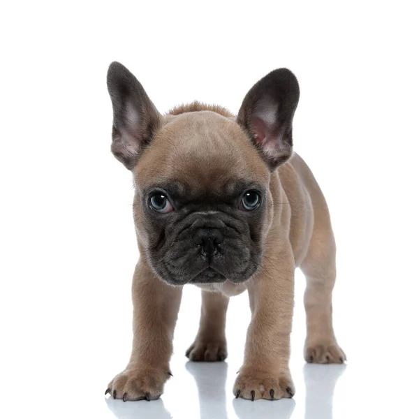 Cute Young French Bulldog Standing Isolated White Background — Stock Photo, Image