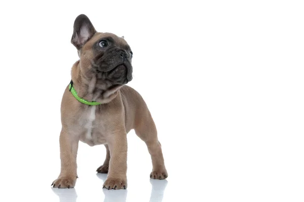 Adorable Small Frenchie Wearing Collar Looking Side Standing Isolated White — Stock Photo, Image