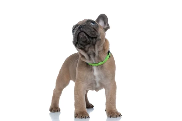 Niedliche Französische Bulldogge Mit Halsband Und Blick Nach Oben Steht — Stockfoto